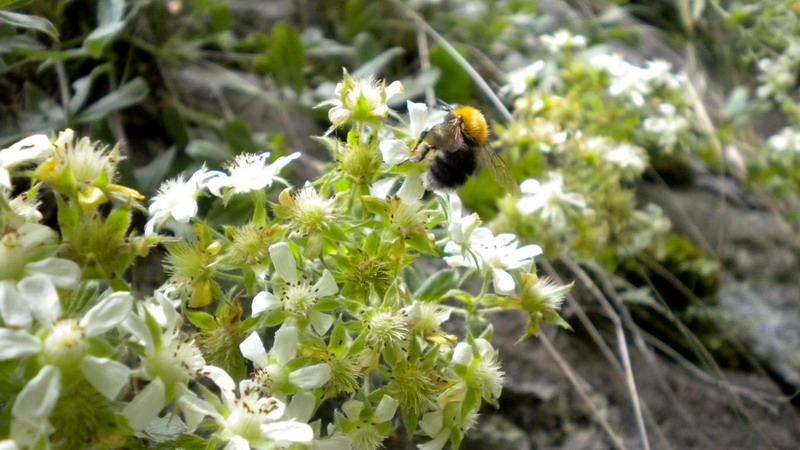 Potentilla caulescens